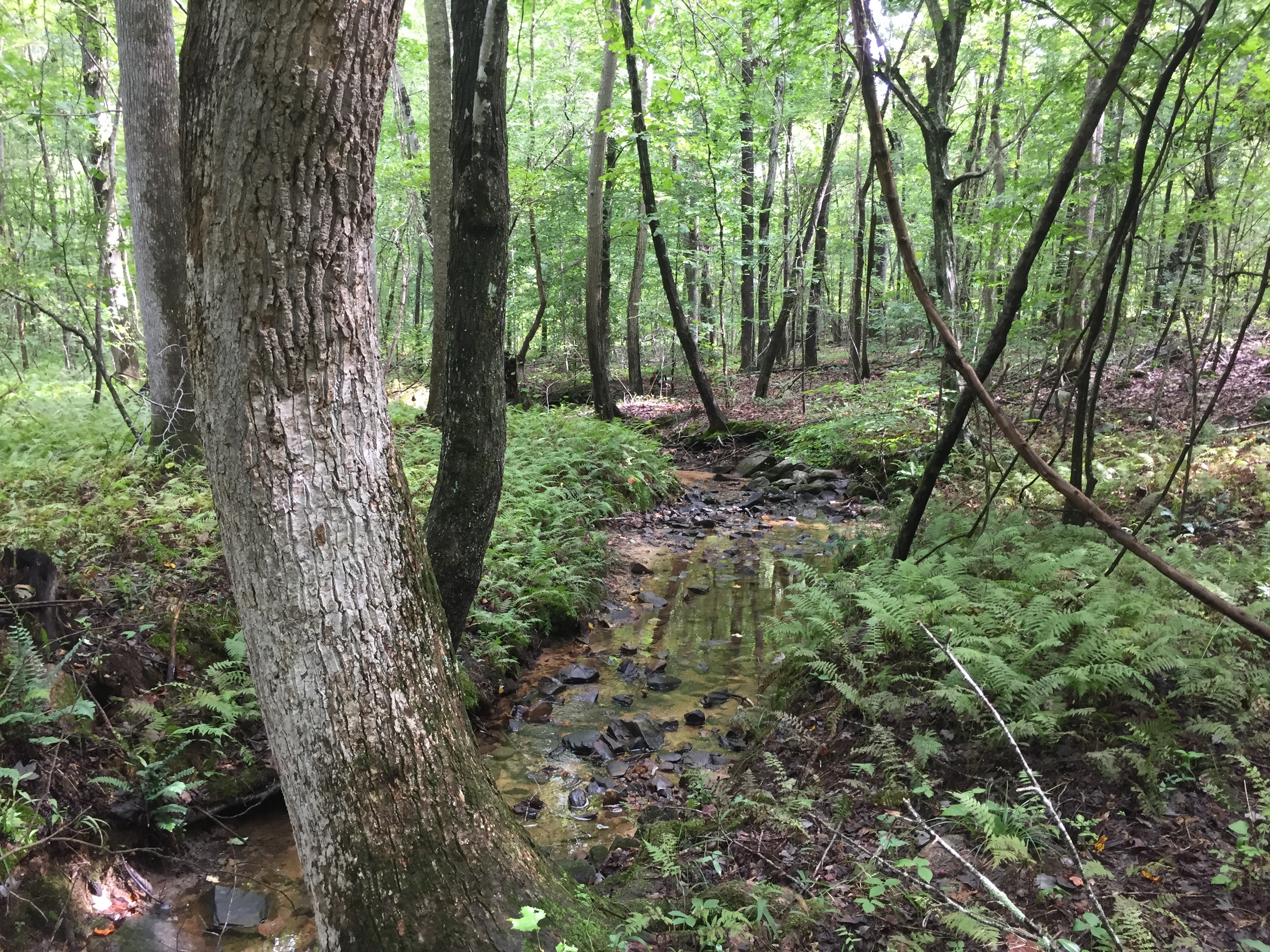 A color photograph of UT Varnals Creek showing leafy green trees alongside a narrow creek. Green ferns are growing on the bank.